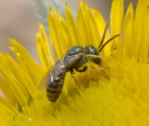 Seladonia sp.